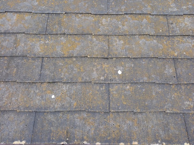 屋根材がコケにより変色